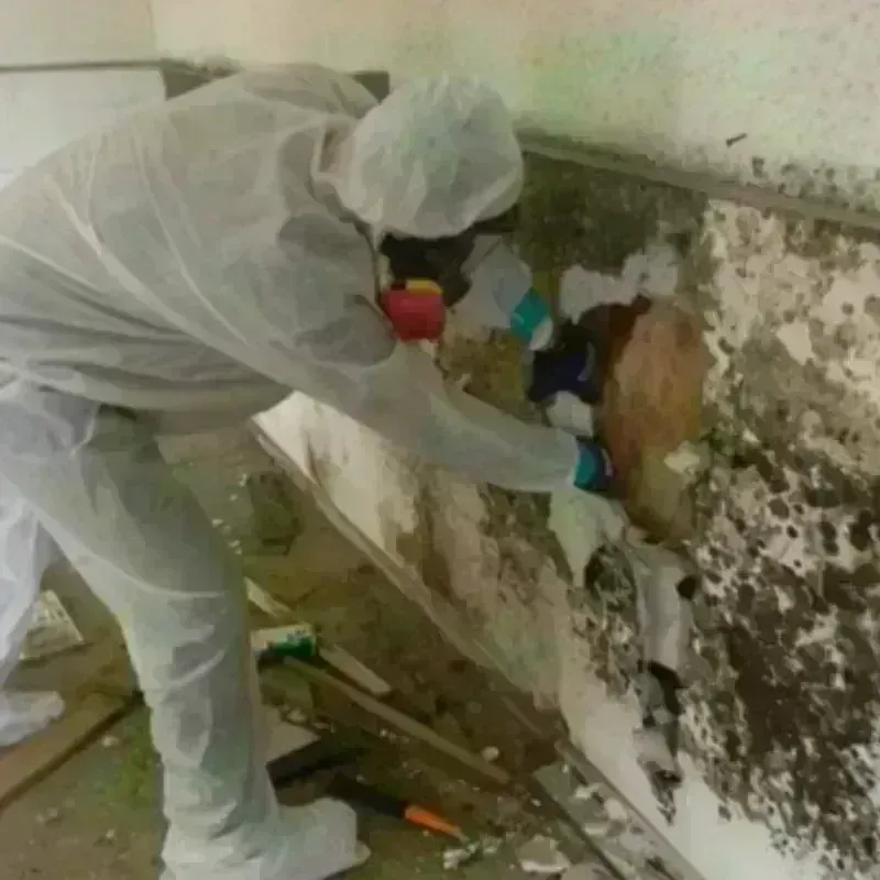 Mold Remediation and Removal in Bent County, CO